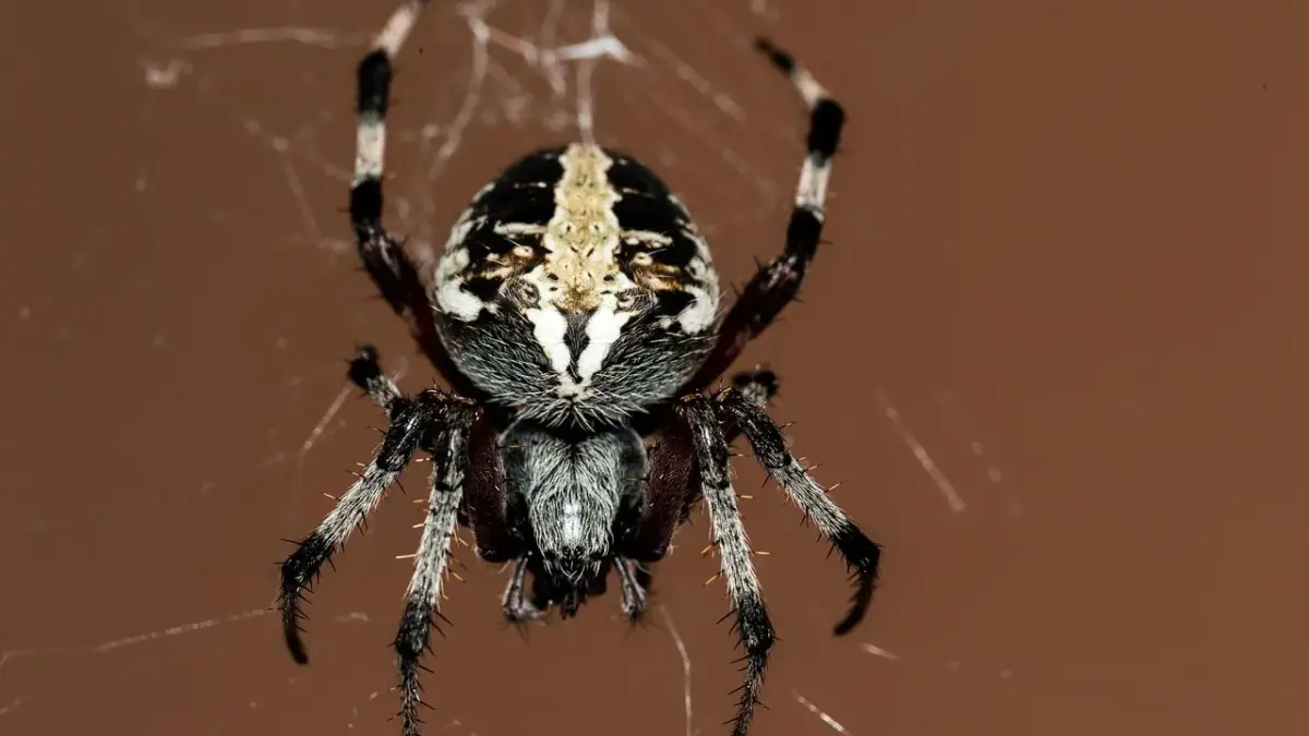 5 væveteknikker, der giver diskret, elegant glans