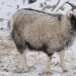 Cashmerekvalitet: mikron, ply og gauge forklaret