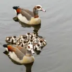 Er egyptisk bomuld bedre? Sandheden om trådtal