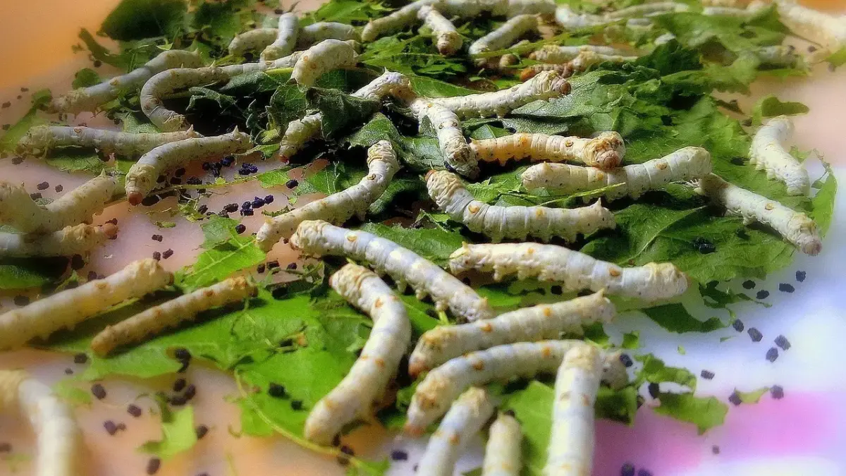 Hvad er silke lavet af? Opdag hemmelighederne bag det luksuriøse stof