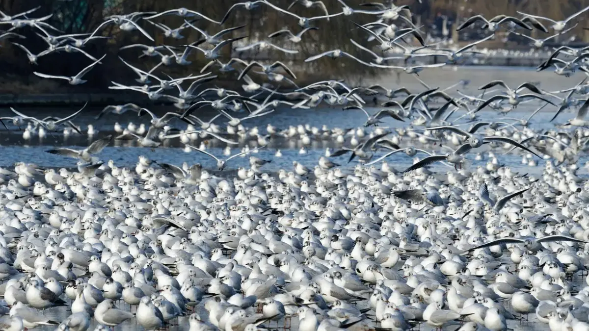 Hvad tæller med i bebyggelsesprocent? Sådan undgår du dyre fejl