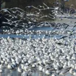 Hvad tæller med i bebyggelsesprocent? Sådan undgår du dyre fejl