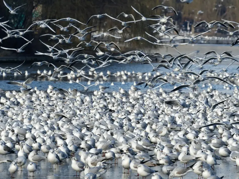 Hvad tæller med i bebyggelsesprocent? Sådan undgår du dyre fejl