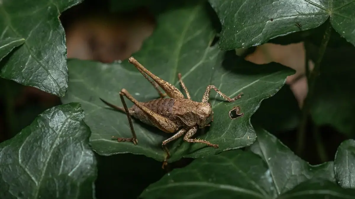 Hvordan pudser man messing? 7 nemme tricks til skinnende, pletfri glans