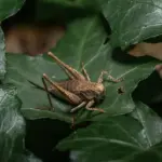 Hvordan pudser man messing? 7 nemme tricks til skinnende, pletfri glans