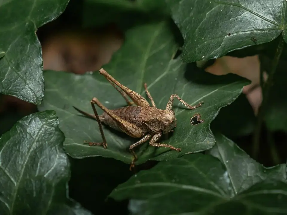 Hvordan pudser man messing? 7 nemme tricks til skinnende, pletfri glans