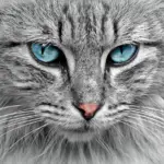 Pige Navne med I | Ideer til dit barns navn