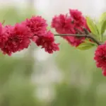 Ringet op af 33287034 – Ring tilbage?