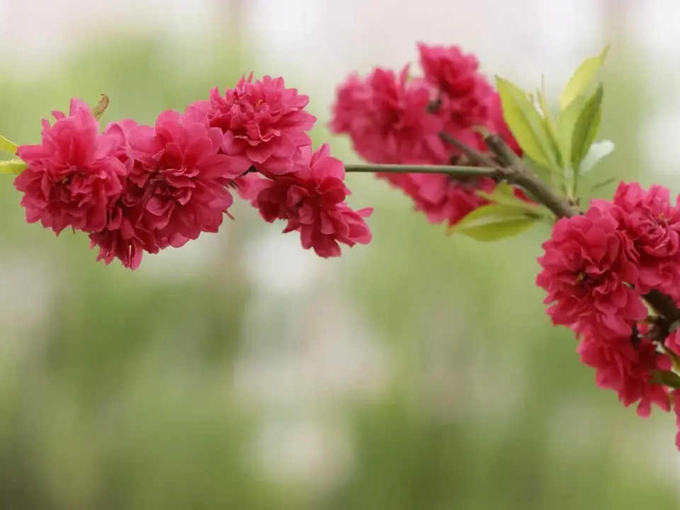 Ringet op af 33287034 – Ring tilbage?