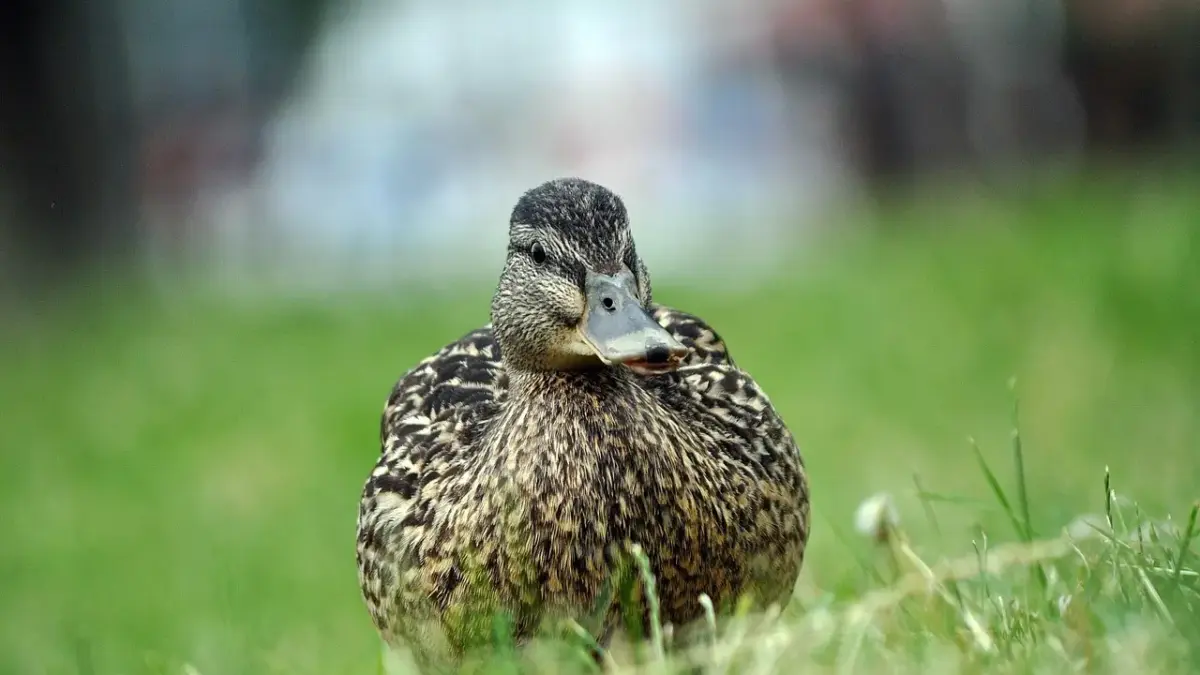 Se svar på Modstød i Krydsord