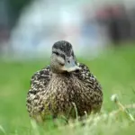 Se svar på Modstød i Krydsord