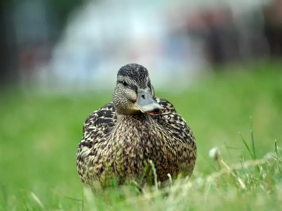 Se svar på Modstød i Krydsord