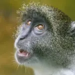 Svarliste for Snyde Krydsord