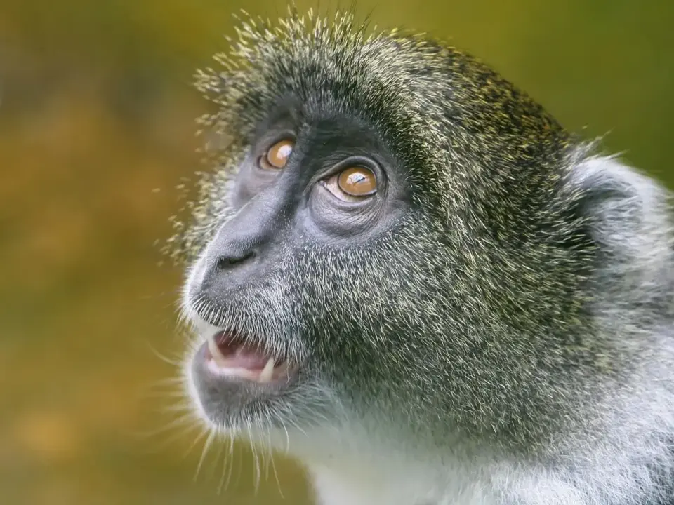 Svarliste for Snyde Krydsord