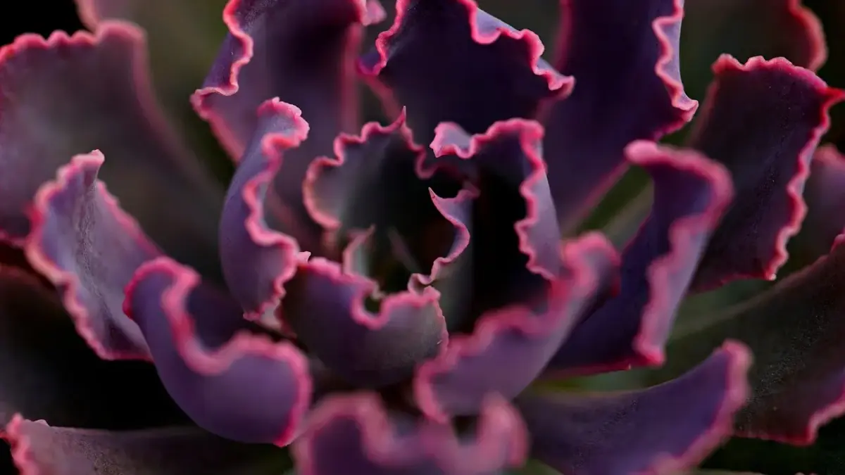 Synomymer til Planter krydsord