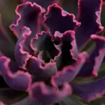 Synomymer til Planter krydsord