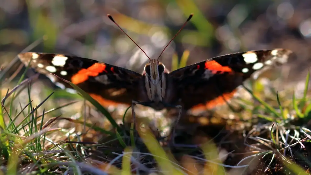 Synonymer til Admiral Krydsord