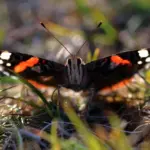 Synonymer til Admiral Krydsord