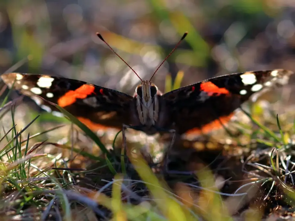 Synonymer til Admiral Krydsord