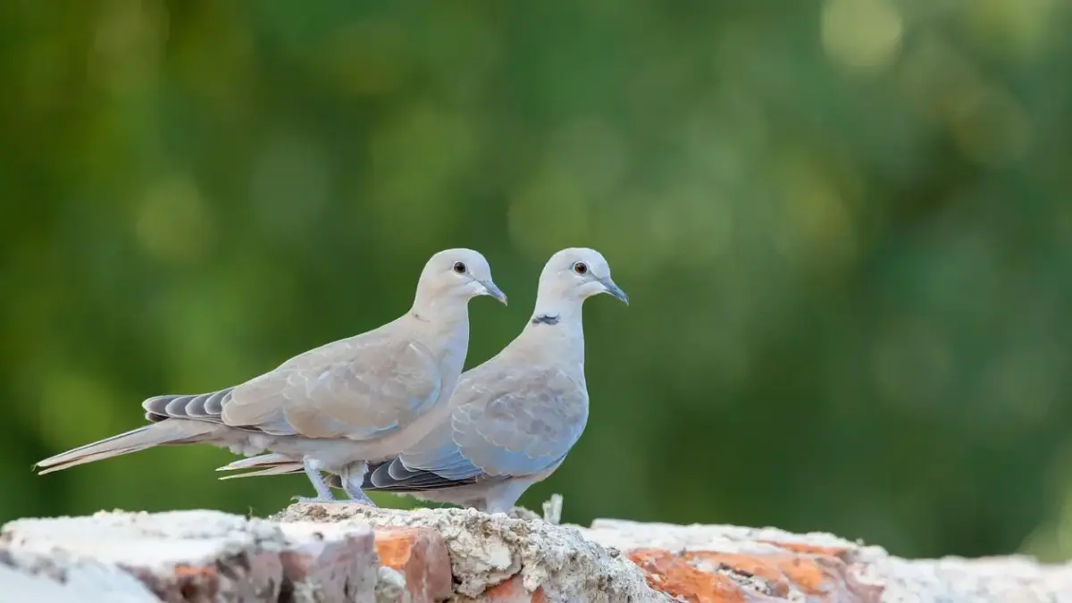 Teksturdagbogen: en daglig vane til nye boligidéer