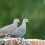 Teksturdagbogen: en daglig vane til nye boligidéer