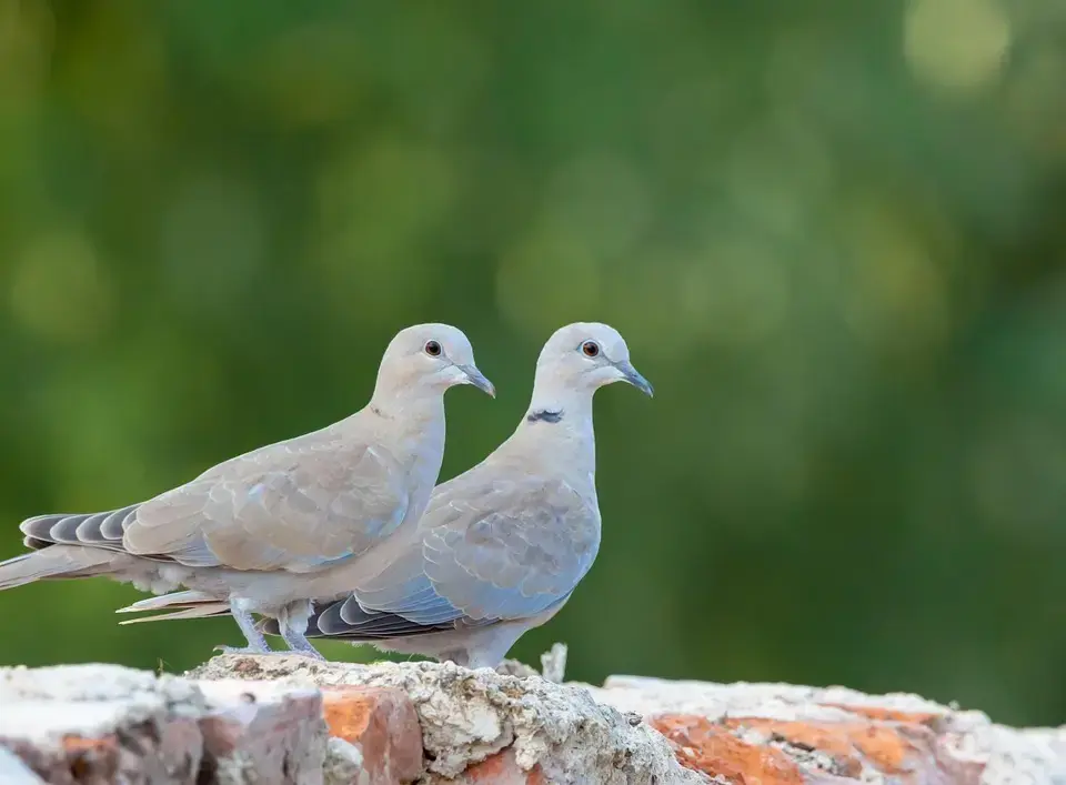 Teksturdagbogen: en daglig vane til nye boligidéer